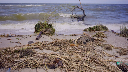 Trees with floating debris has reached Black Sea coastal zone in Odessa, Ukraine. Environmental disaster caused by the explosion of Kakhovka Hydroelectric Power Plant dam