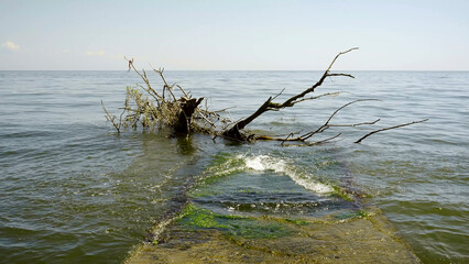 Trees with floating debris has reached Black Sea coastal zone in Odessa, Ukraine. Environmental disaster caused by the explosion of Kakhovka Hydroelectric Power Plant dam