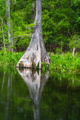 river in the woods