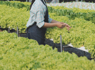 farmer cultivate healthy nutrition organic salad vegetables in hydroponic agribusiness farm..