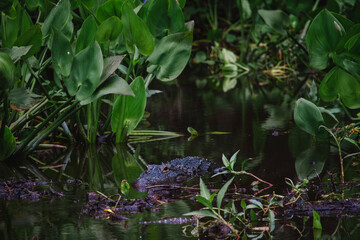 alligator in the pond