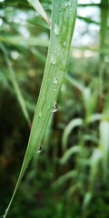 lagrima, llorar, hoja, humedad, después de la lluvia, en el río, caña, verde, vida, gravedad,...