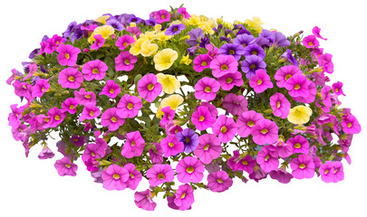 petunia flowers isolated on transparent background