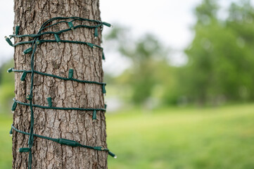 Sting of LED Christmas lights left on a outdoor tree year-round. 