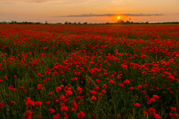 Obraz premium Field of red common poppy flowers in Szeged