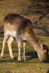 Dama European fallow deer brown color wild ruminant mammal on pasture in autumn winter time, beautiful woodland animal