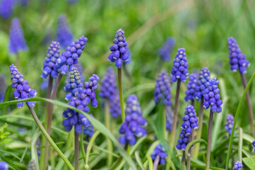 Muscari armeniacum ornamental springtime flowers in bloom, Armenian grape hyacinth flowering blue plants in the garden