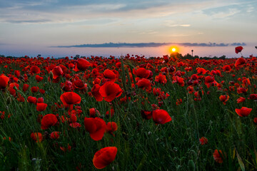Field of red common poppy flowers in Szeged