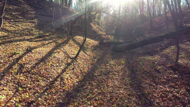 Captivating FPV drone footage of an autumn forest, showcasing fallen trees amidst a vibrant foliage landscape.
