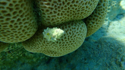 Sea snail prickly spotted drupe or whitetoothed drupe (Drupa ricinus) undersea, Red Sea, Egypt,...