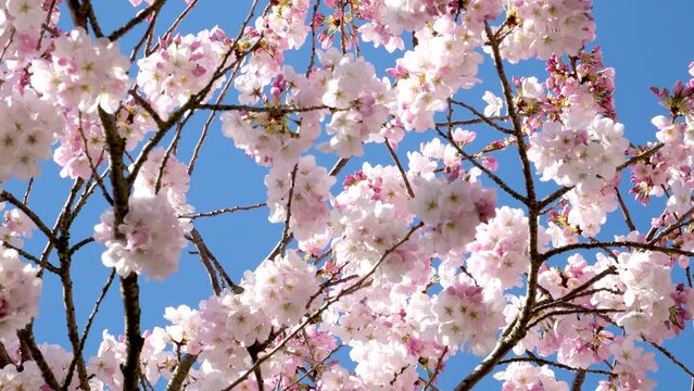 David Lam Park travel famous places flowering trees magnolia cherry blue sky skyscrapers early spring in big city cherry blossoms skyscrapers strolling pedestrians