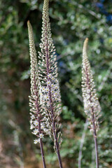 Drimia maritima bulbous tall flowering plant, sea squill maritime onion bright white flowers in bloom - obrazy, fototapety, plakaty