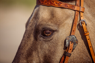 Soulful eye of a horse