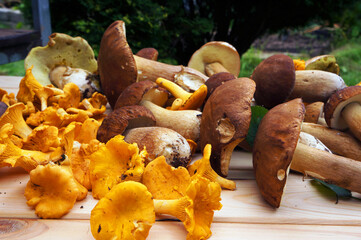 Ceps and chanterelles - edible woodland mushrooms.