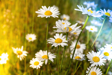 Fototapeta premium daisies with light effects in the sun