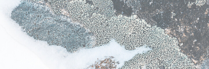 Lichen stone in the snow. Natural winter background. Closeup top view. The nature of the Arctic....
