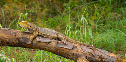 bearded dragon lizard camouflaged on a tree