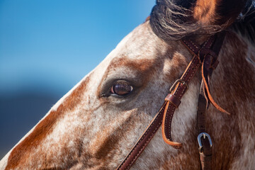 Appaloosa Horse Eye