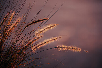 Obraz premium wheat field at sunset