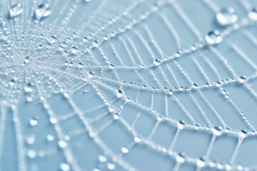 A detailed shot of a delicate spiderweb covered in morning dew, capturing the intricate patterns and fragile beauty of the natural world