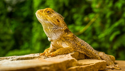 close-up portrait lizard bearded dragon on green nature background for desktop wallpaper banner background
