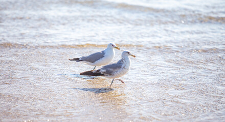 seagull on the beach