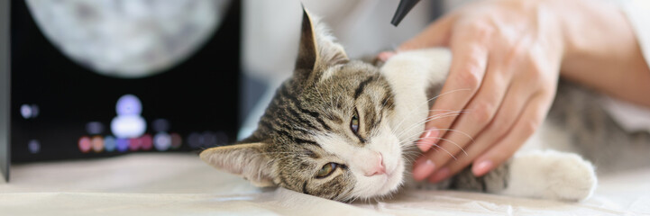 Examination of cat ear in veterinary clinic