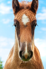 Portrait of a foal, close-up of the head of a young horse.