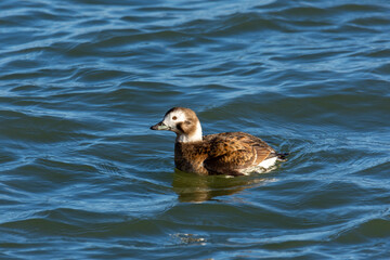 Portrait of a female of the long-tailed duck (Clangula hyemalis), oldsquaw - brown-white duck in sea

