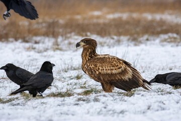 Close-up of the white-tailed eagle (Haliaeetus albicilla) - large brown-white eagle on snow in winter