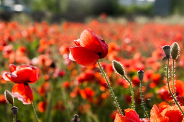 Field of red common poppy flowers in Szeged