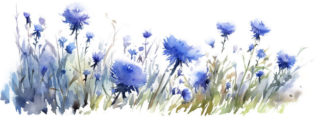field cornflower watercolor on a transparent background glade - obrazy, fototapety, plakaty