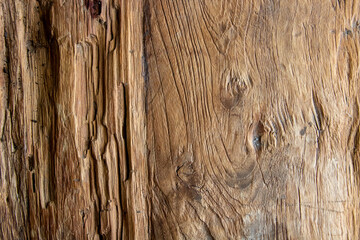 Untreated natural tree bark surface background - obrazy, fototapety, plakaty