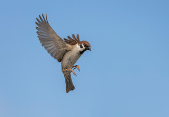 bird sparrow flies with wings and feathers spread wide against the blue sky