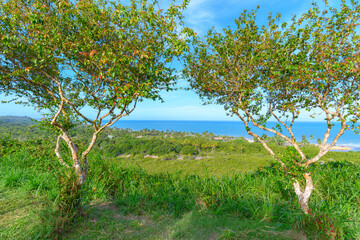 The beautiful nature landscape of Trancoso, district of Porto Seguro - BA. View to Nativos Beach, Bahia state, Brazil. 