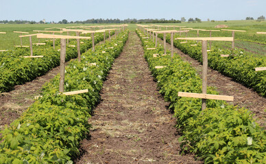 Fototapeta na wymiar Growing raspberries on an industrial scale
