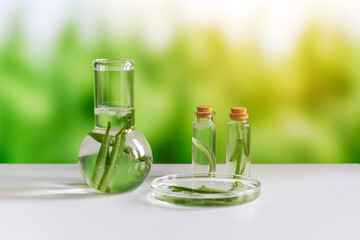 Aloe vera. Aloe vera cosmetic product, natural ingredients and laboratory glassware. Against the backdrop of nature with a sun glare. Serum, essence, toner.