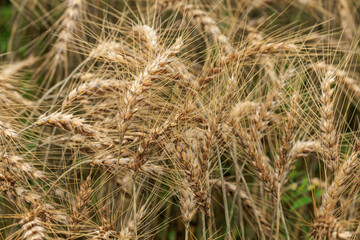 風に揺れる麦の穂