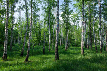 A glade covered with green grass on birch woods on a bright spring sunny day. Kreminna Nature Reserve, Lugansk reg., Ukraine.