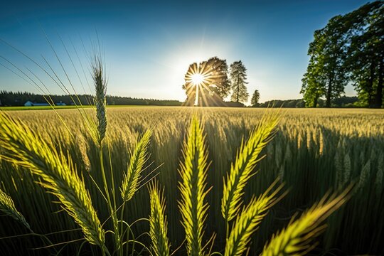 Ährenfeld Bilder Durchsuchen 34,034 Archivfotos, und