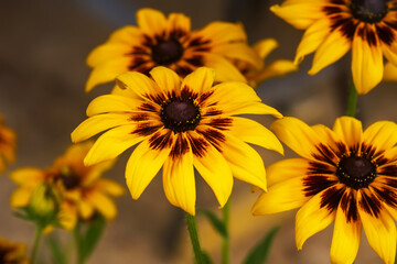Black-eyed Susan in the garden. Yellow Rudbeckia daisy flowers.