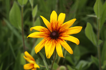 Black-eyed Susan in the garden. Yellow Rudbeckia daisy flowers.