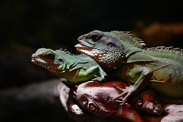 A Frilled Lizard sitting on a log.