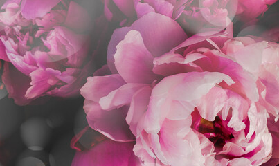 pink rose flower pattern background