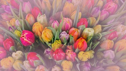 Bunch of colorful tulip flowers