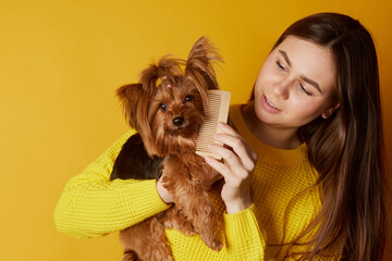 young girl combing a Yorkshire terrier dog on a yellow clean background