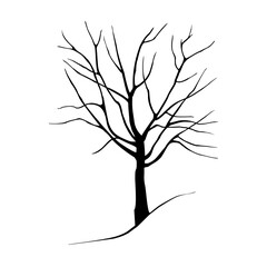 Figure oak red on a white background. Architectonics of the crown of red oak. The structure of the trunk and branches of a tree inscribed in a rectangle.