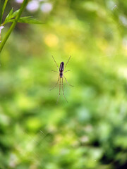 spider on a leaf