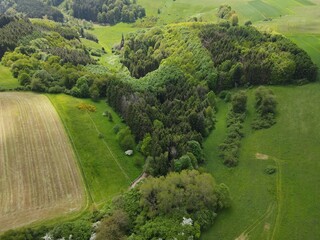 Aerial view of forest trees in a green grassy landscape