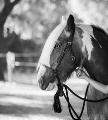 black and white horse
